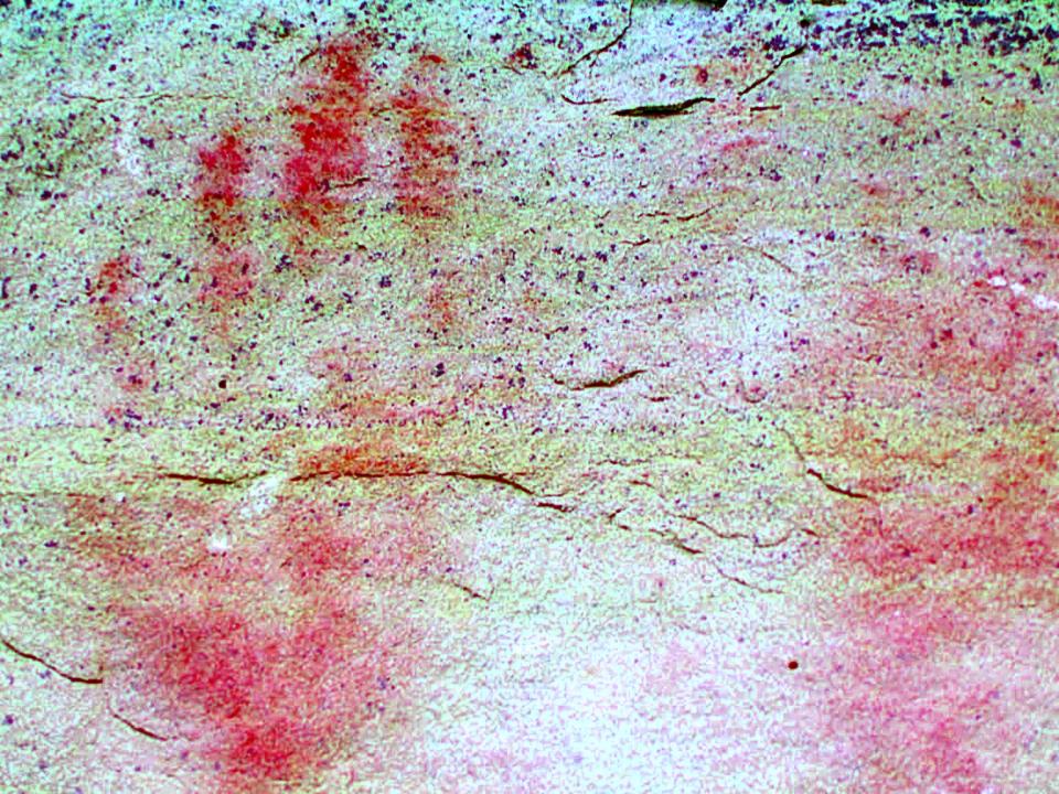 Enhanced image of a hands pictograph at First Peoples Buffalo Jump State Park, west of Great Falls