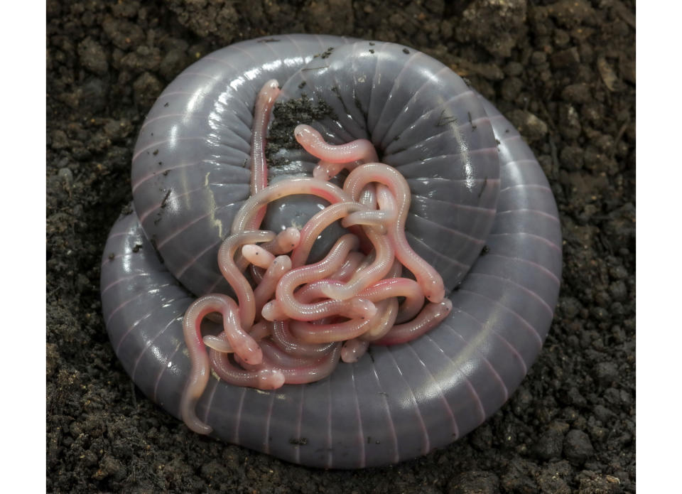 Siphonops annulatus. Mother with newborn babies.