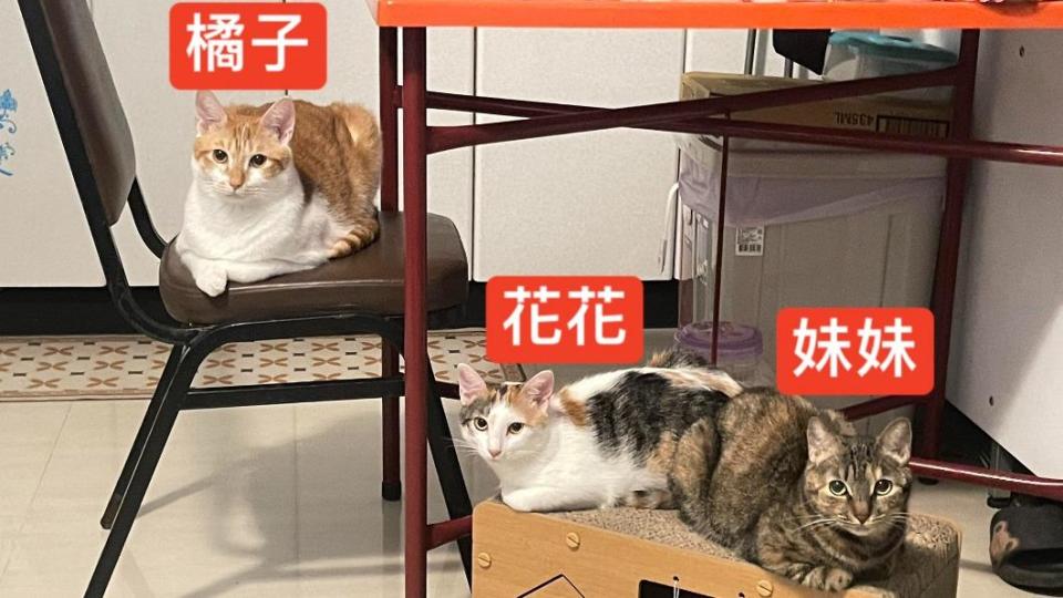 三隻萌貓地震後音訊全無。（圖／飼主提供）