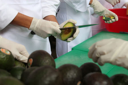 Volunteers from a culinary school cut avocados as they attempt to set a new Guinness World Record for the largest serving of guacamole in Concepcion de Buenos Aires, Jalisco, Mexico September 3, 2017. REUTERS/Fernando Carranza