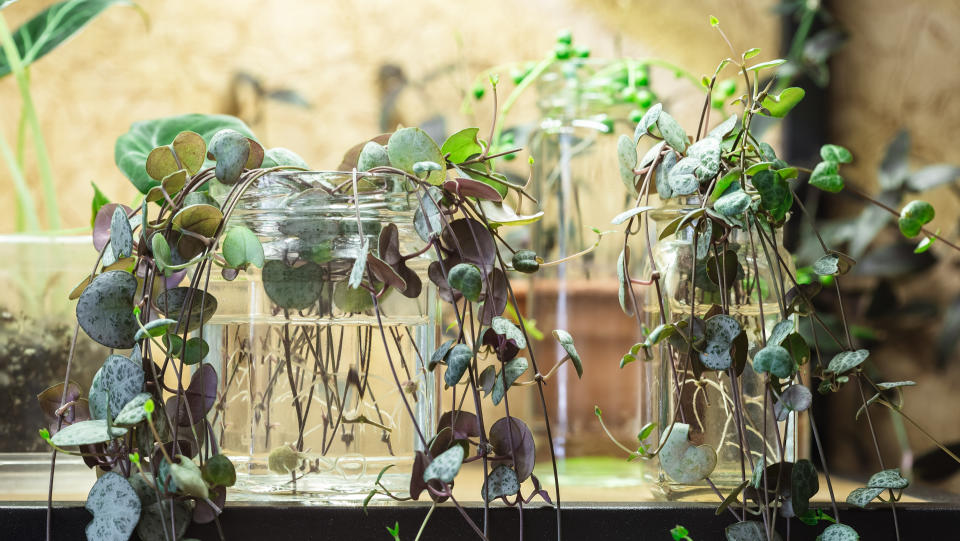 String of hearts cuttings in glass vases