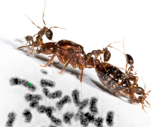 Worker fire ants with only the B variant of the social chromosome will accept a single queen also with only the B variant (described as "BB"). But if the queen has the other variant, the so-called Bb queen, she will be attacked by these BB work