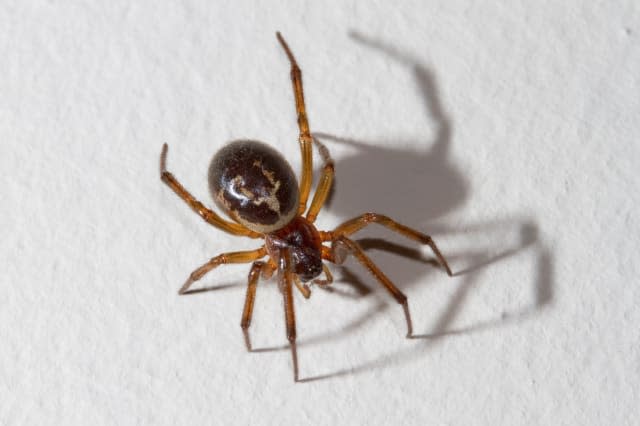 FALSE WIDOW SPIDER (Steatoda nobilis) in home, West Sussex, UK.