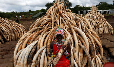 A traditional Maasai tribesman holds an elephant tusk, part of an estimated 105 tonnes of confiscated ivory to be set ablaze, at Nairobi National Park near Nairobi, Kenya, April 28, 2016. REUTERS/Thomas Mukoya