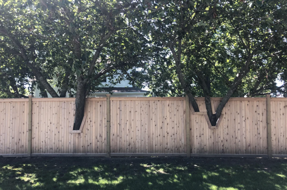 Neighbors built a fence incorporating three trees in a straight line as part of the structure