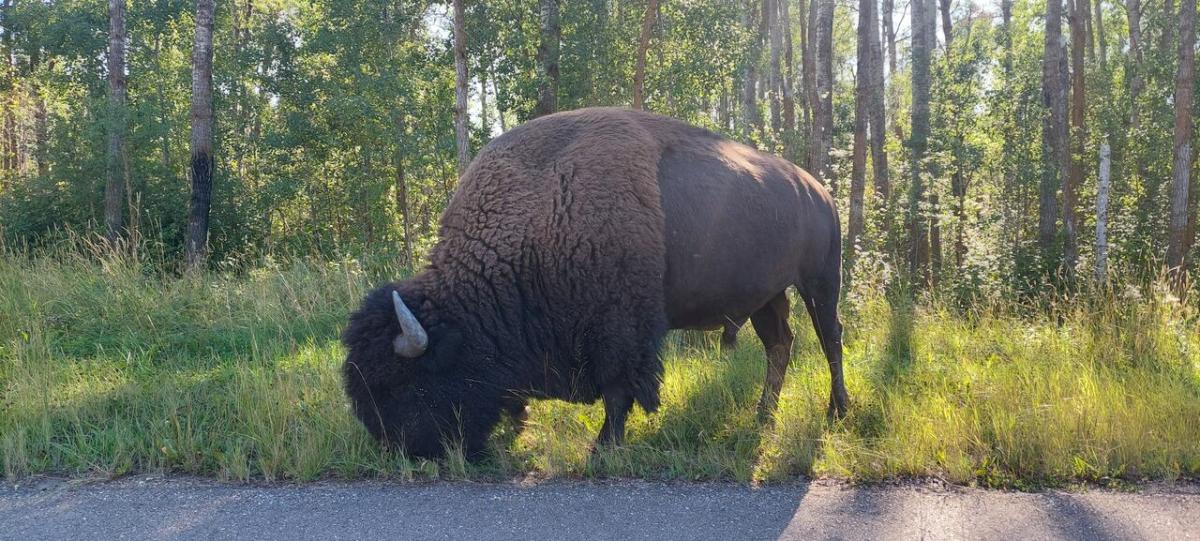 5 bison dead after 2 vehicles hit them in Elk Island National Park: Parks Canada