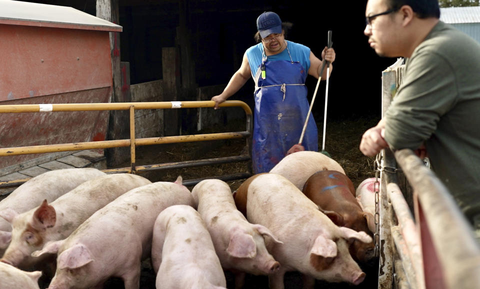 Sai Vue, right, chooses a pig to have slaughtered at Hogmasters butcher shop in Hugo, Minn., on Thursday, Nov. 16, 2023. The pig is an offering to pay back Vue's ancestors for answering his request for help, in keeping with traditional Hmong spiritual customs that often involve sacrificing animals. (AP Photo/Mark Vancleave)