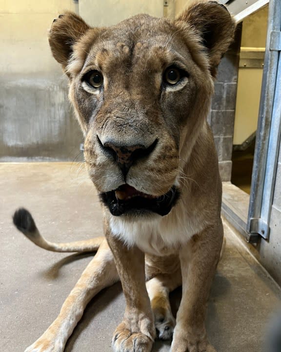 Abena, the female lion at the John Ball Zoo. (Courtesy John Ball Zoo)