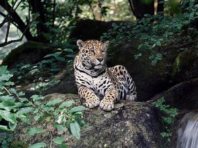 Jaguar