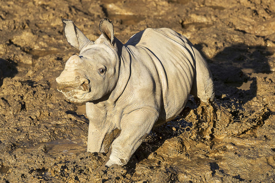 This Monday, Dec. 9, 2019 photo from the San Diego Zoo shows a 19-day old white rhino that has been named Future for what the baby represents to rhino conservation worldwide, at San Diego Zoo Safari Park in Escondido, Calif. The calf is bonding with her mother and frolicking in the maternity yard left wet by recent storms. "Future's new favorite thing is mud," zookeeper Marco Zeno said in a statement. "She sees a puddle and she wants to roll in it!" The female southern white rhino was born Nov. 21 to to an 11-year-old mother named Amani. (Ken Bohn/San Diego Zoo via AP)