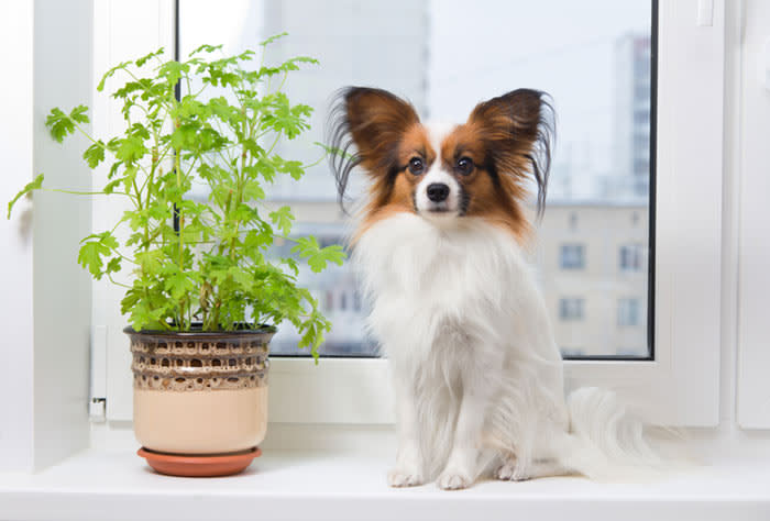 perro junto a una planta