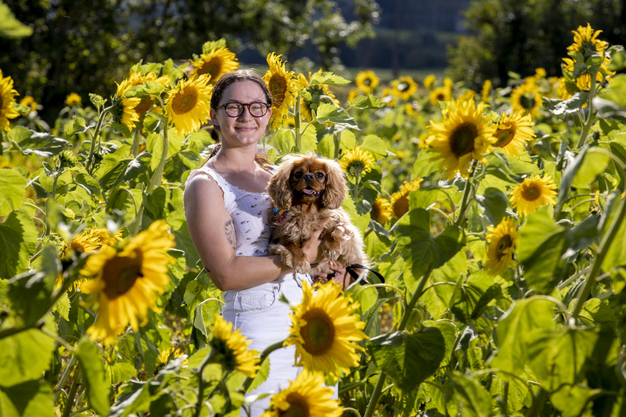 Woman and dog among sunflowers