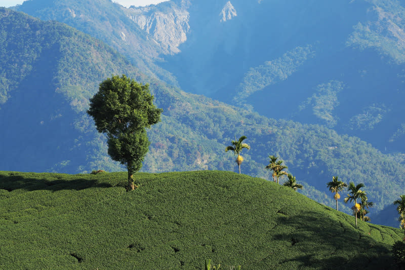 土地的滋味——茶山保育，生態永續