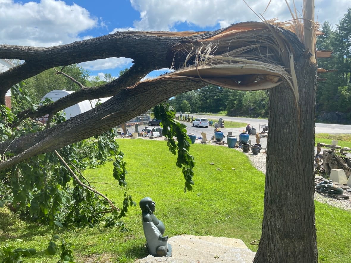 A snapped tree near Actinolite in Hastings County, Ont., June 25, 2022. A powerful storm that may have produced tornadoes hit the night before. (Mirna Djukic/Radio-Canada - image credit)