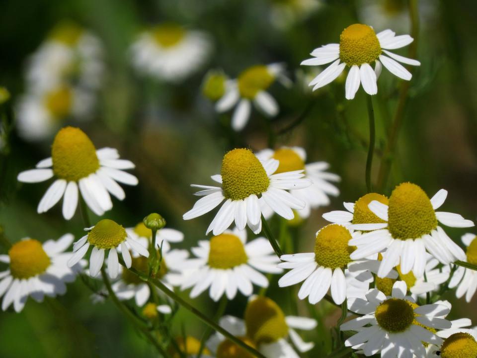 10) Chamomile (Matricaria chamomilla)