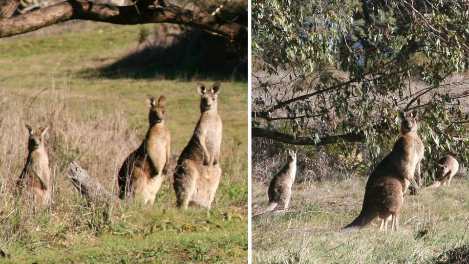 We saw Kangaroos from the private rural accomodation in Orange. Source: Lakeview Luxury Retreat