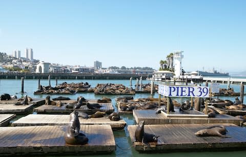 Seal surrounding Pier 39 - Credit: Getty