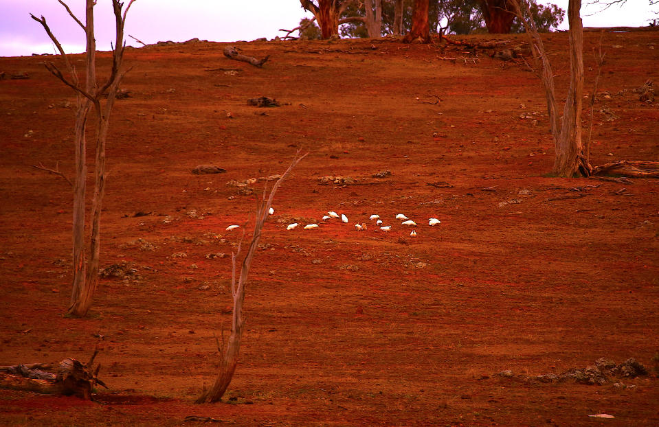 Cockatoos gather on the ground to eat in a drought-affected paddock  on the outskirts of Dubbo, Australia. 