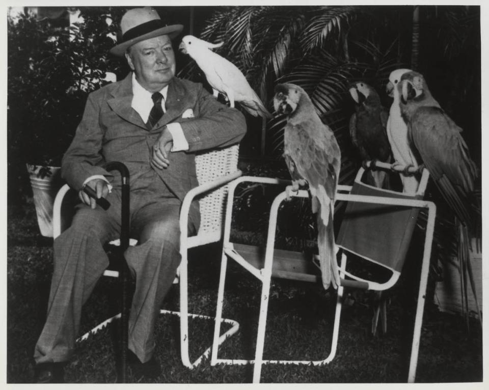 Winston Churchill, Butch the Cockatoo, Marco, a military macaw, in 1946 at Parrot Jungle.