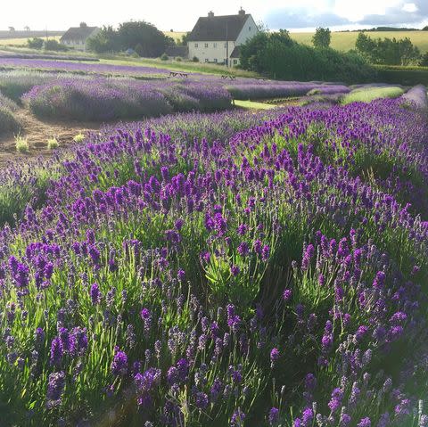 5) Cotswold Lavender