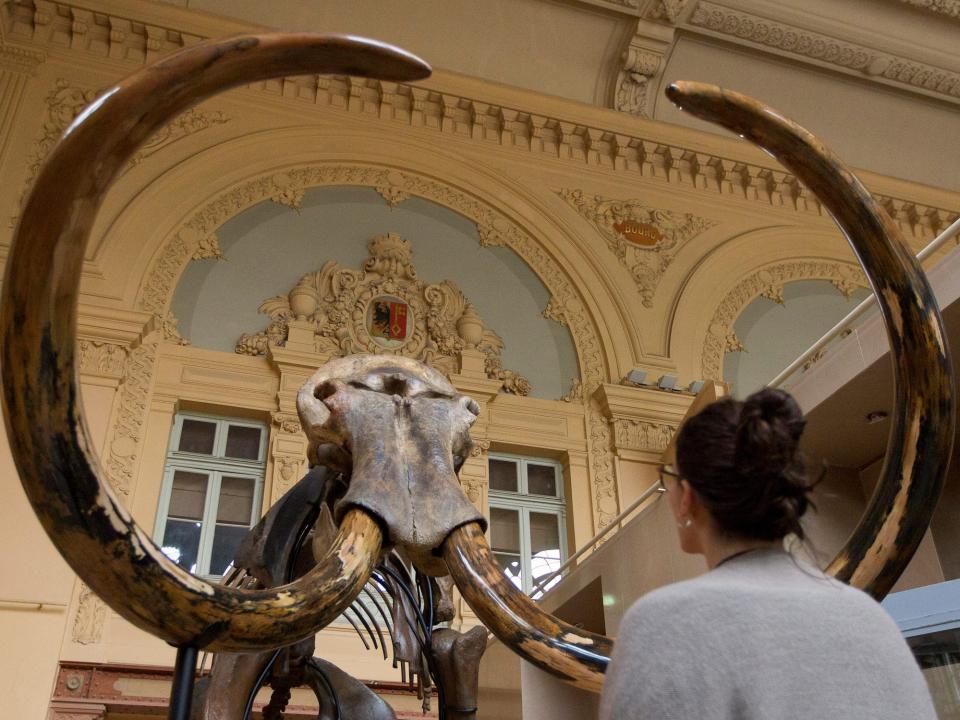 woman stands in front of museum mammoth skeleton between tusks