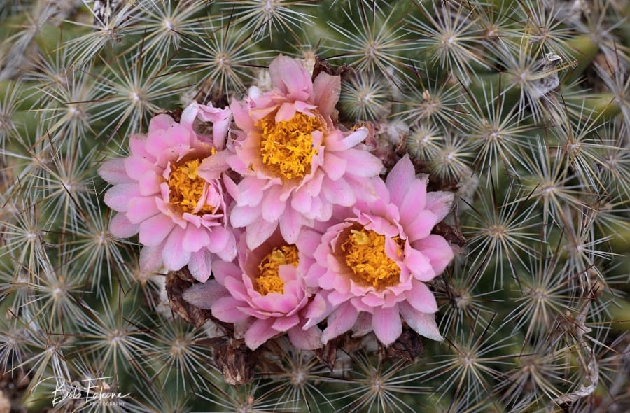 Tiny Cactus blossoms. Courtesy: Bob Falcone