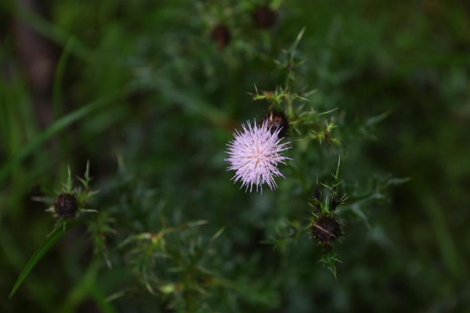 「南國薊」是藥用與保育植物，現在只剩大坵等地還能看到野生的南國薊。