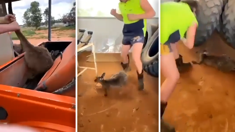 Left - a boy pulling a kangaroo out of the back of a ute by its tail. Middle - a man in hi-vis with his hands in a boxing stance. The kangaroo is on the ground. Right - the man in hi-vis is now reaching down, preparing to punch the kangaroo.
