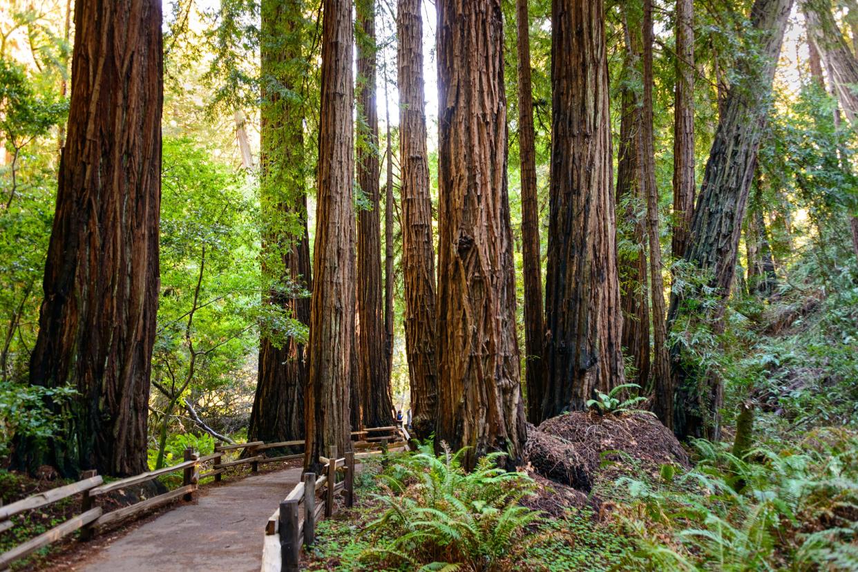 Muir Woods National Monument, California