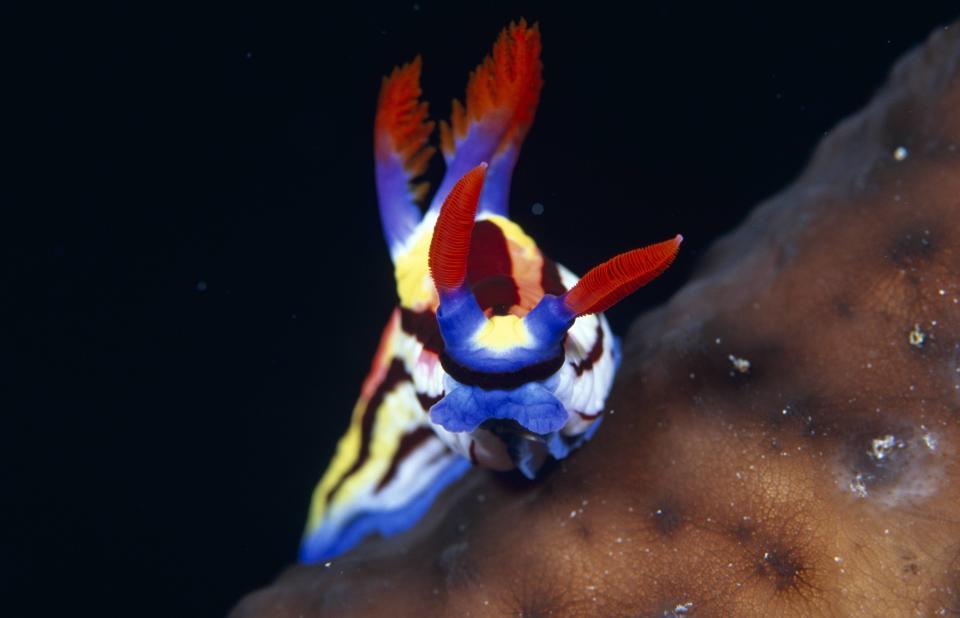 Nudibranch in the waters of Sulawesi, Indonesia