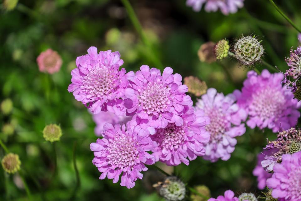 Pincushion Plant (Scabiosa columbaria)