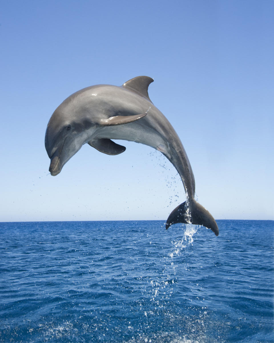 Bottlenose dolphin, Tursiops truncatus, jumping.