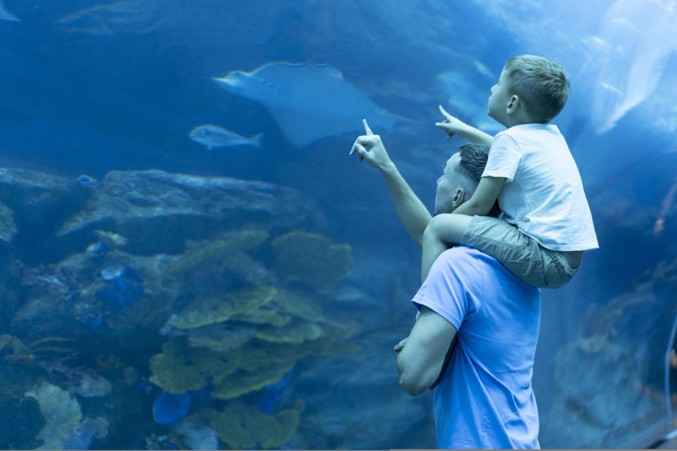 A man carries a young boy on his shoulders as they both point at sea life through the glass of an aquarium tank