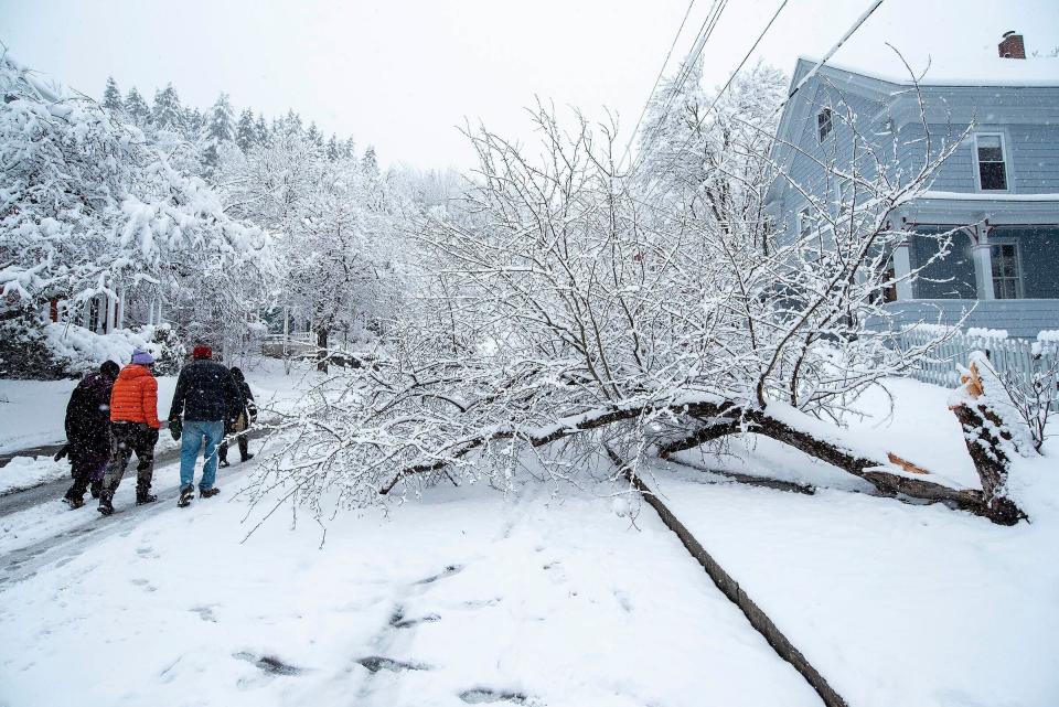 Neighborhood residents walk around a crab apple tree that fell into the road on Winter Street in Montpelier, Vt., on Thursday, April, 4, 2024. Heavy snow caused widespread power outages in the northeast. (Jeb Wallace-Brodeur/The Times Argus via AP)