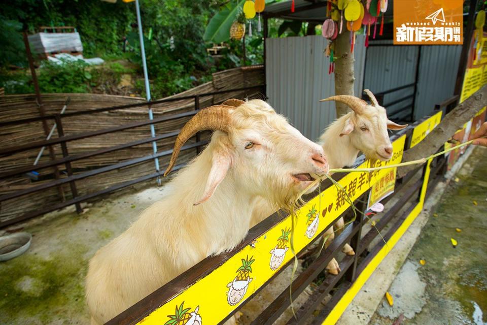 親親羊咩咩 <br> 園內還有數隻小羊，入場可以用乾草餵飼牠們，非常可愛。