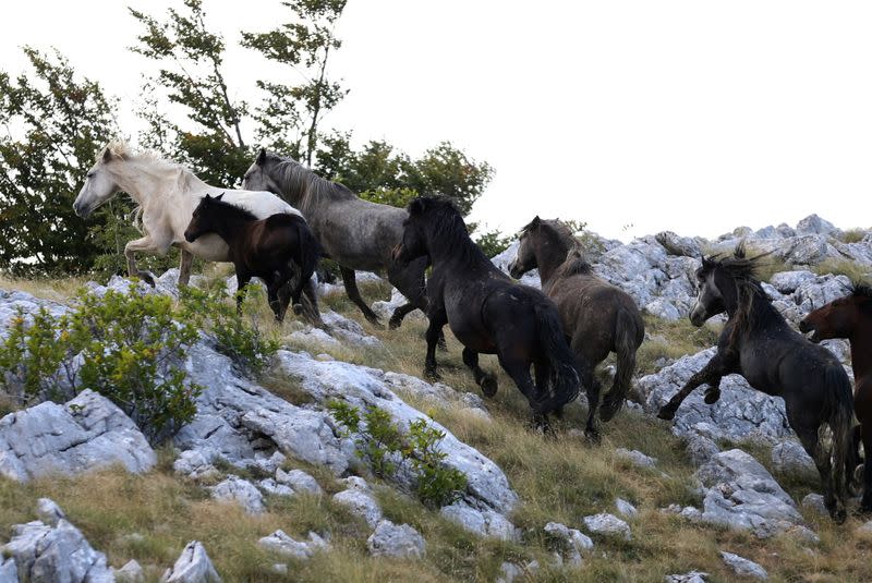 Wild horses run on Cincar Mountain near Livno