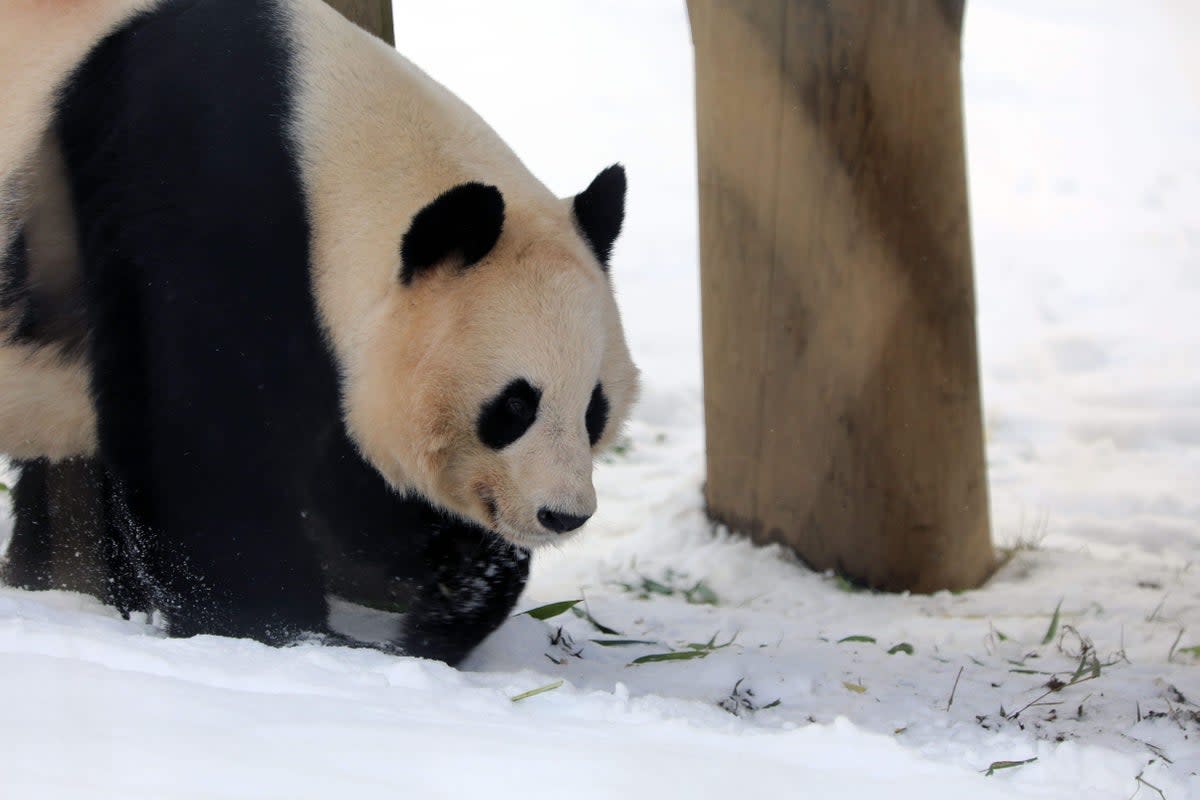 Giant panda Yang Guang plays in the snow at Edinburgh Zoo 