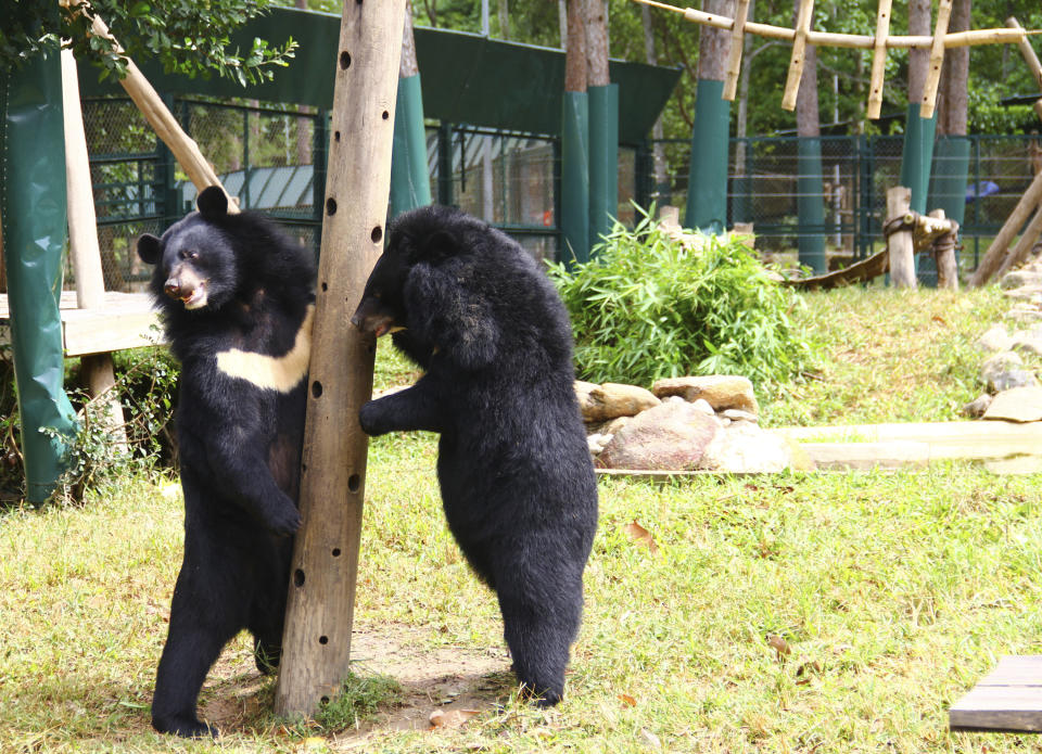 In this photo taken Oct. 29, 2012, two bears play inside an enclosure at the Vietnam Bear Rescue Center in Tam Dao, Vietnam. The bears, some of them blinded or maimed, play behind tall green fences like children at school recess. Rescued from Asia's bear bile trade, they were brought to live in this lush national park, but now they may need saving once more. The future of the $2 million center is in doubt after Vietnam's vice defense minister in July ordered it not to expand further and to find another location, saying the valley is of strategic military interest. Critics allege the park director is urging an eviction because he has a financial stake in a proposed ecotourism venture on park property - accusations he rejects. (AP Photo/Mike Ives)