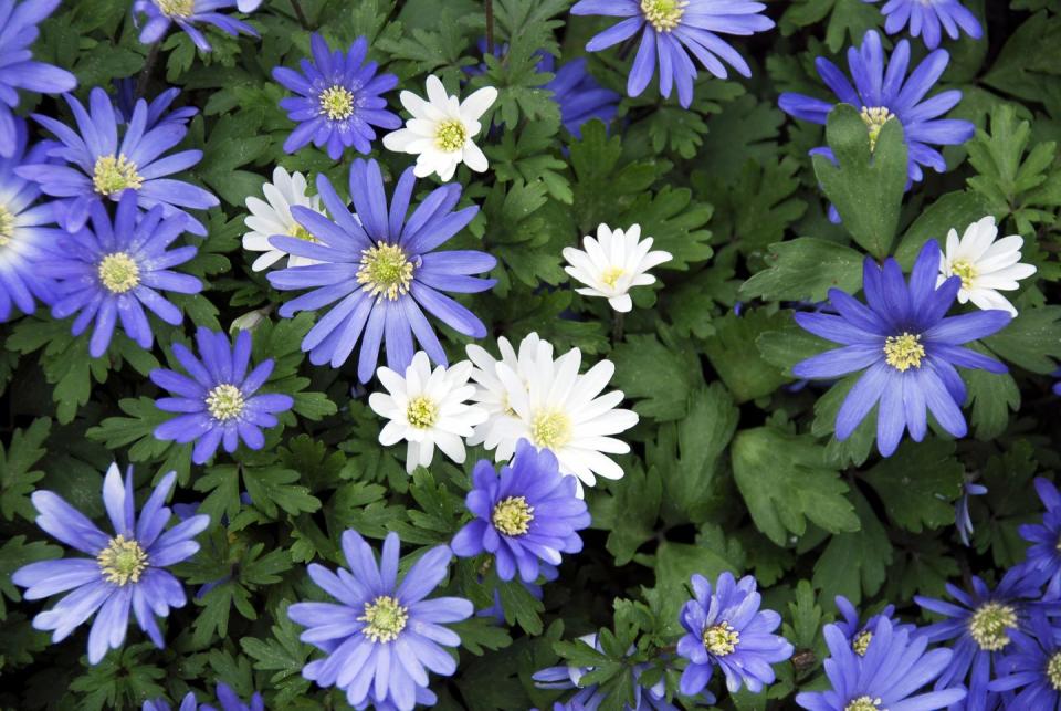 12) Windflower (Anemone blanda)