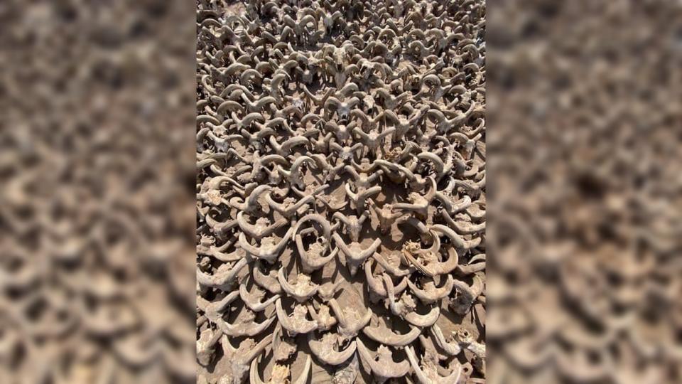 Dozens of bare ram skulls in a pile.