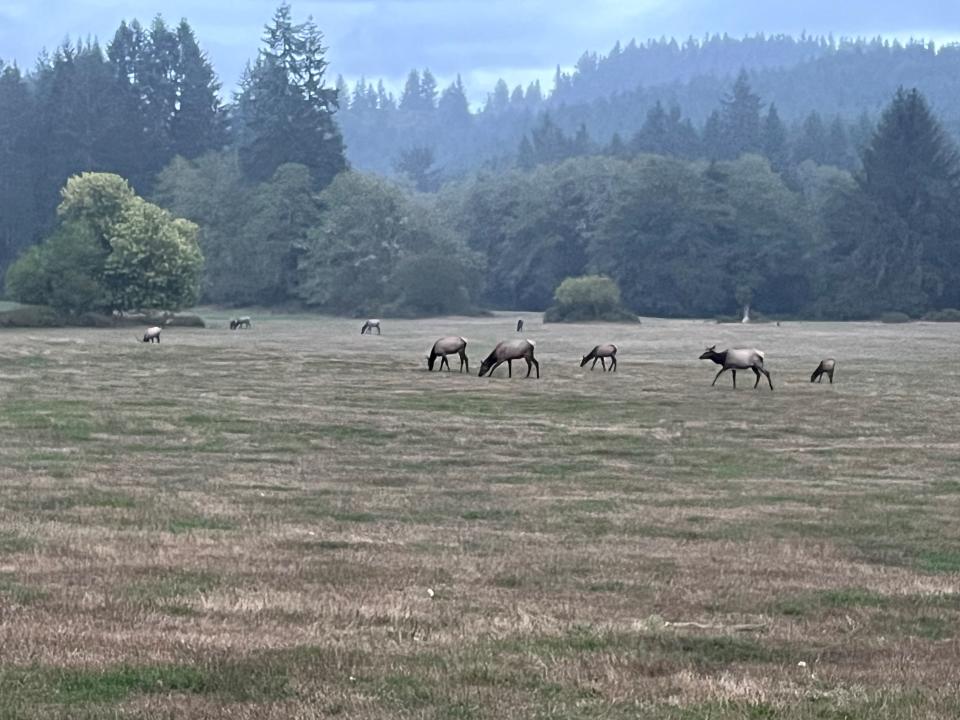 Elk can be heard bugling from mid-September through early October at Jewell Meadows Wildlife Area.