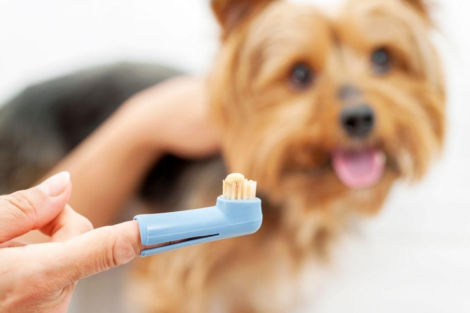 finger toothbrush with dog background
