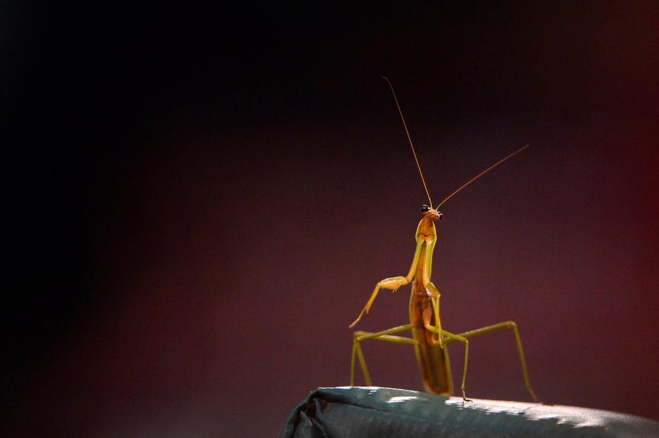 A praying mantis looks on from the top rail of the St. Louis Cardinals dugout during the fourth inning against the Cincinnati Reds at Busch Stadium in St. Louis.