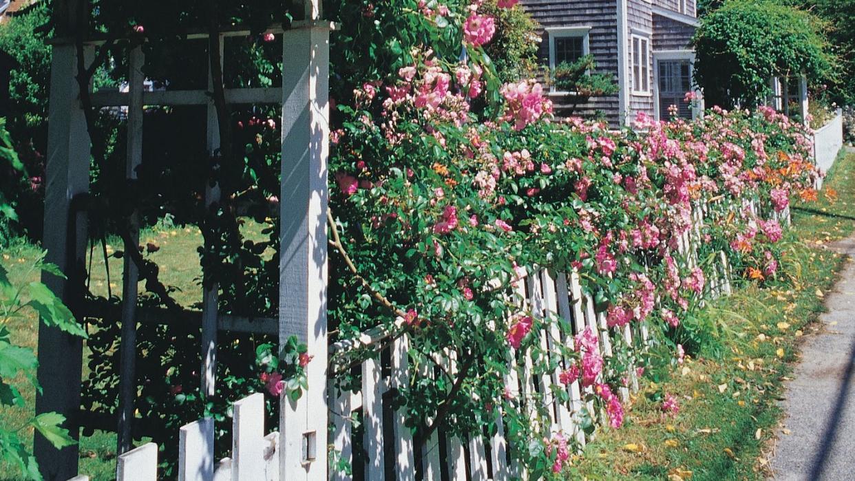 summer roses, nantucket, ma