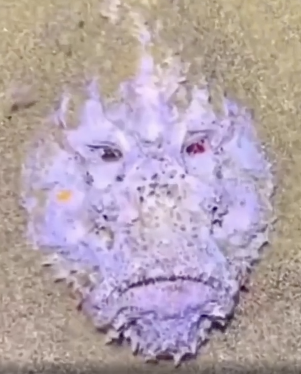 Close-up of a camouflaged stonefish blending with its sandy environment