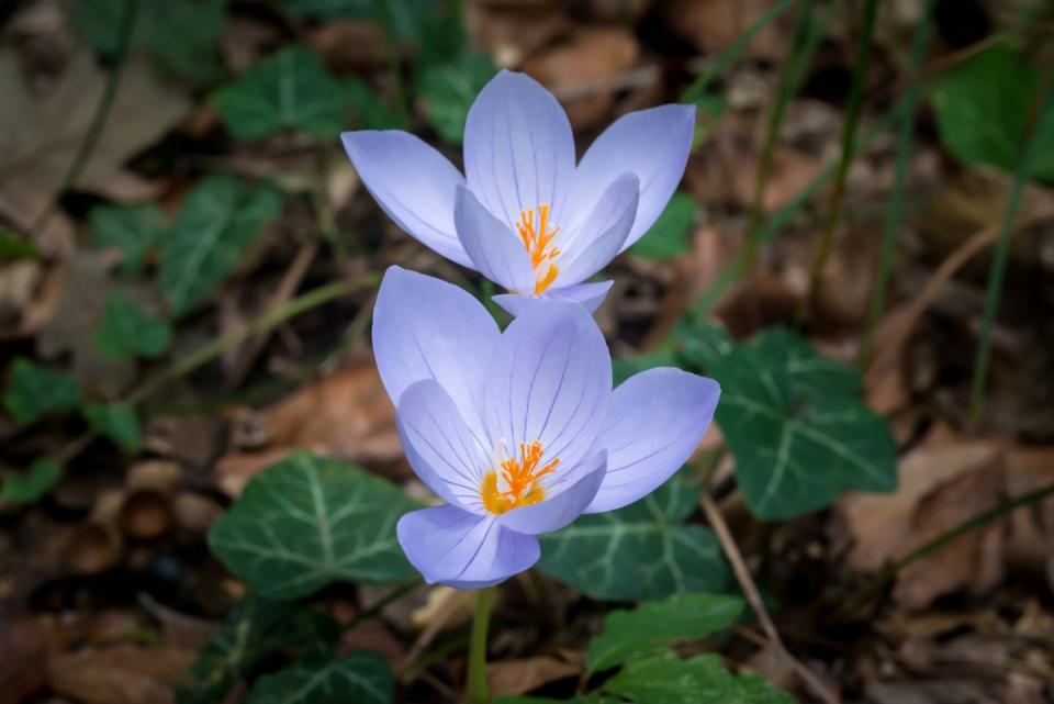 28) Colchicum