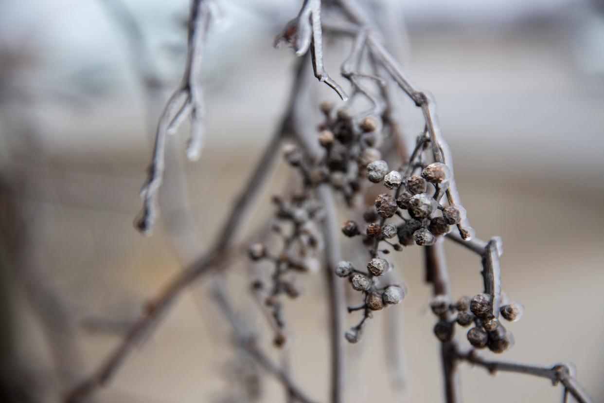Ice coats branches after freezing rain overnight, on Tuesday morning, Feb. 22, 2022, in West Des Moines. 