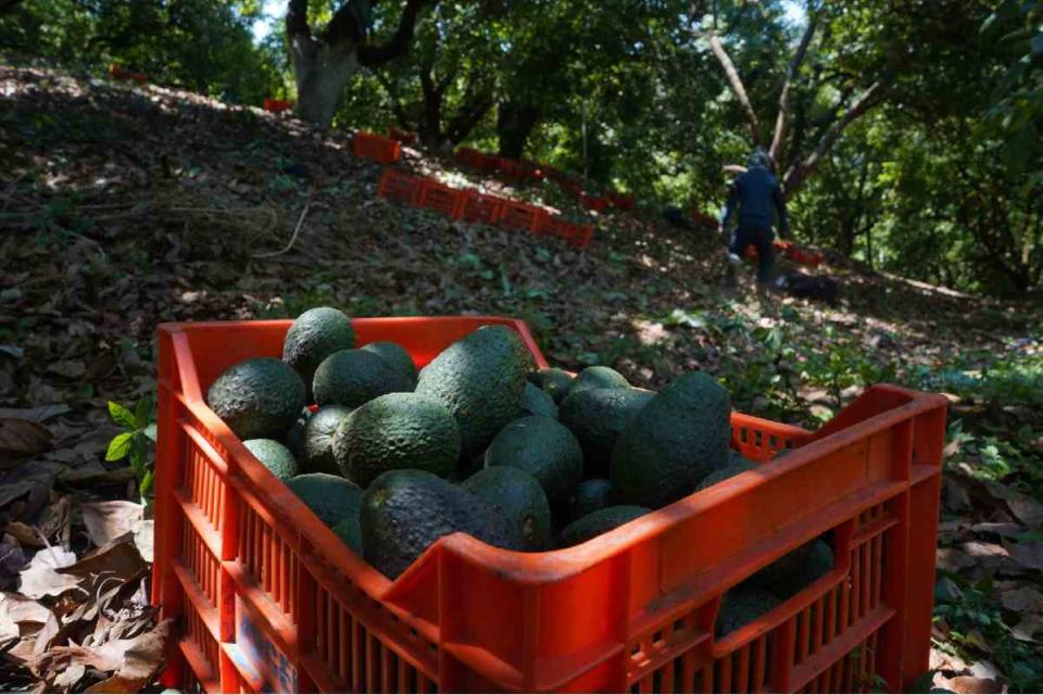 amlo exportacion aguacate