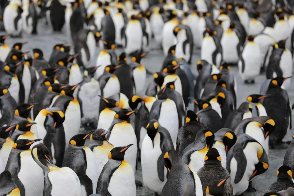 Group of emperor penguins