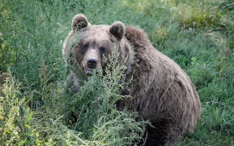 A brown bear - Credit: UKRAINE-BEAR/CENTER/REUTERS